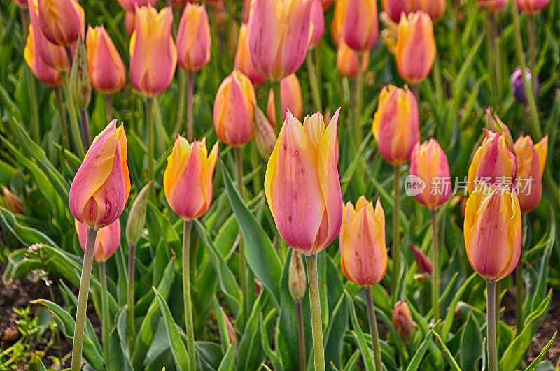 Spring blossoming colorful tulips in the garden in Istanbul